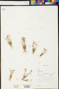 Bulbostylis barbata image