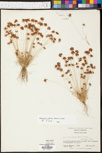 Bulbostylis barbata image