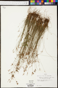 Bulbostylis ciliatifolia var. coarctata image