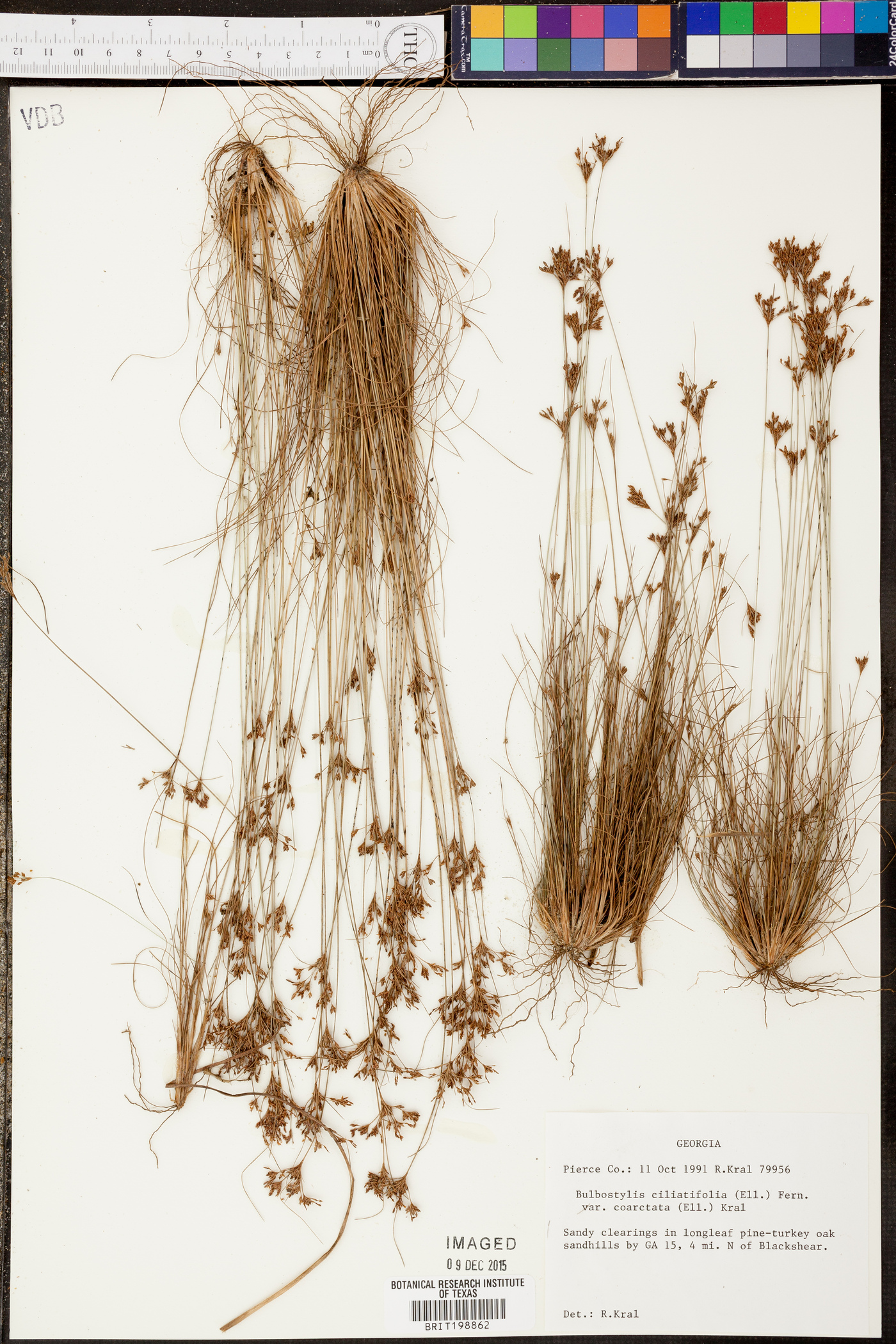 Bulbostylis ciliatifolia image