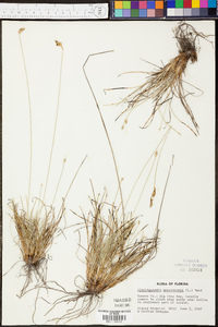 Abildgaardia monostachya image