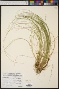 Carex atlantica subsp. capillacea image