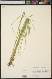 Carex atlantica subsp. atlantica image