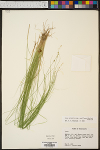 Carex atlantica subsp. capillacea image