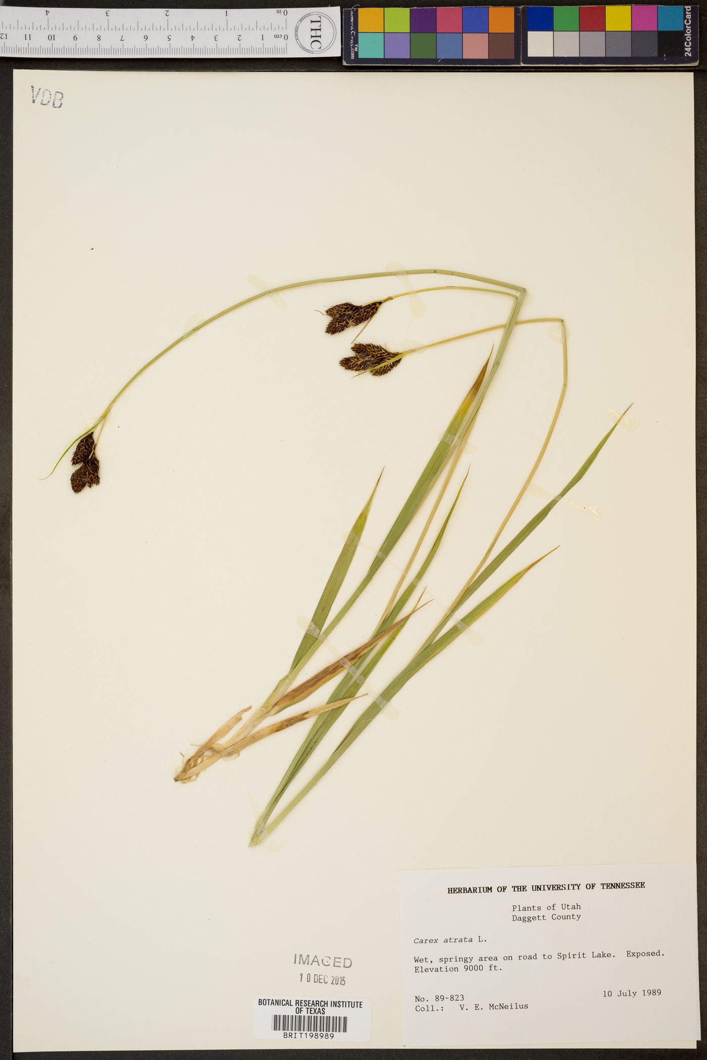 Carex atrata image