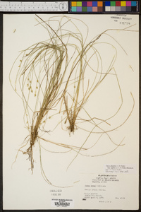 Carex atlantica subsp. capillacea image