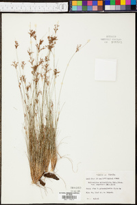 Bulbostylis ciliatifolia var. coarctata image