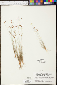 Bulbostylis ciliatifolia var. ciliatifolia image