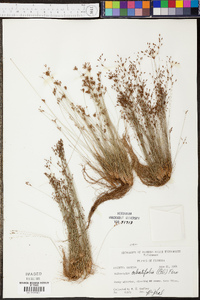 Bulbostylis ciliatifolia image