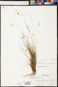 Bulbostylis ciliatifolia var. coarctata image