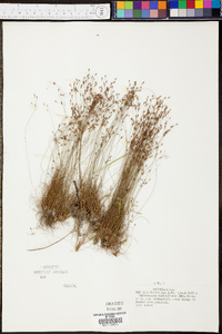 Bulbostylis ciliatifolia image