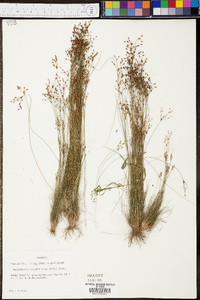 Bulbostylis ciliatifolia image