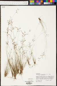 Bulbostylis ciliatifolia image