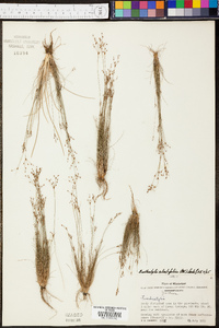 Bulbostylis ciliatifolia image