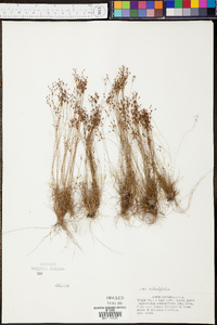 Bulbostylis ciliatifolia var. ciliatifolia image