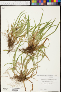 Carex abscondita image