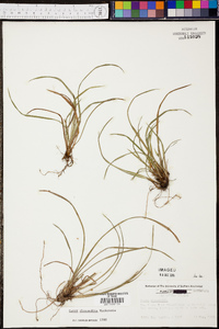 Carex abscondita image