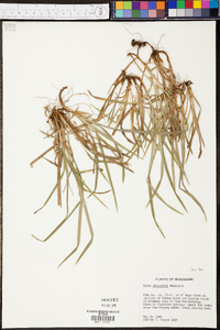 Carex abscondita image