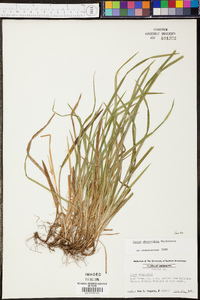 Carex abscondita image