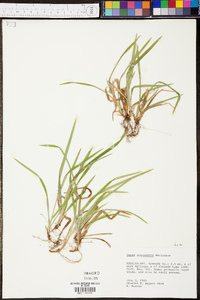 Carex abscondita image