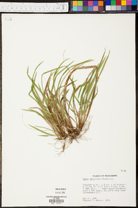 Carex abscondita image