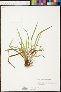 Carex abscondita image