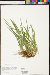 Carex abscondita image