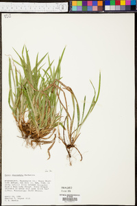 Carex abscondita image