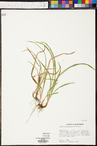 Carex abscondita image