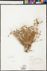 Bulbostylis stenophylla image