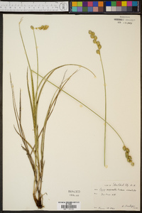 Carex argyrantha image