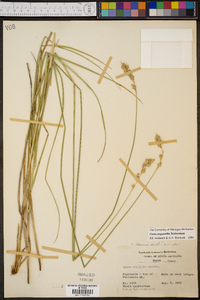 Carex argyrantha image