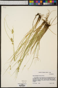 Carex arkansana image