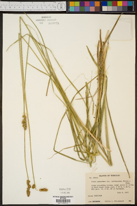 Carex annectens var. xanthocarpa image