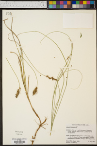 Carex arenaria image