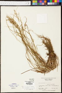 Carex aestivalis image