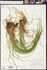 Carex aestivalis image