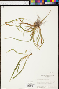 Carex abscondita image