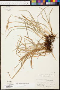 Carex abscondita image