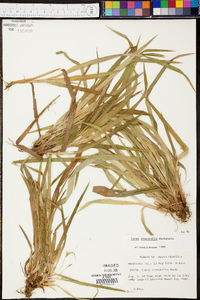 Carex abscondita image