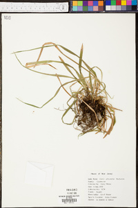 Carex abscondita image