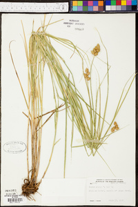 Carex alata image