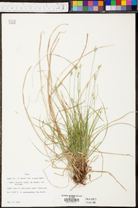 Carex albicans var. albicans image