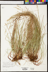 Carex albicans var. australis image