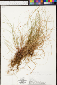 Carex albicans var. emmonsii image