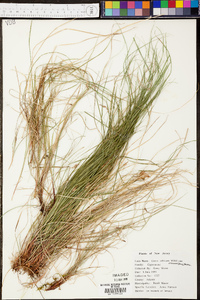 Carex albicans var. emmonsii image