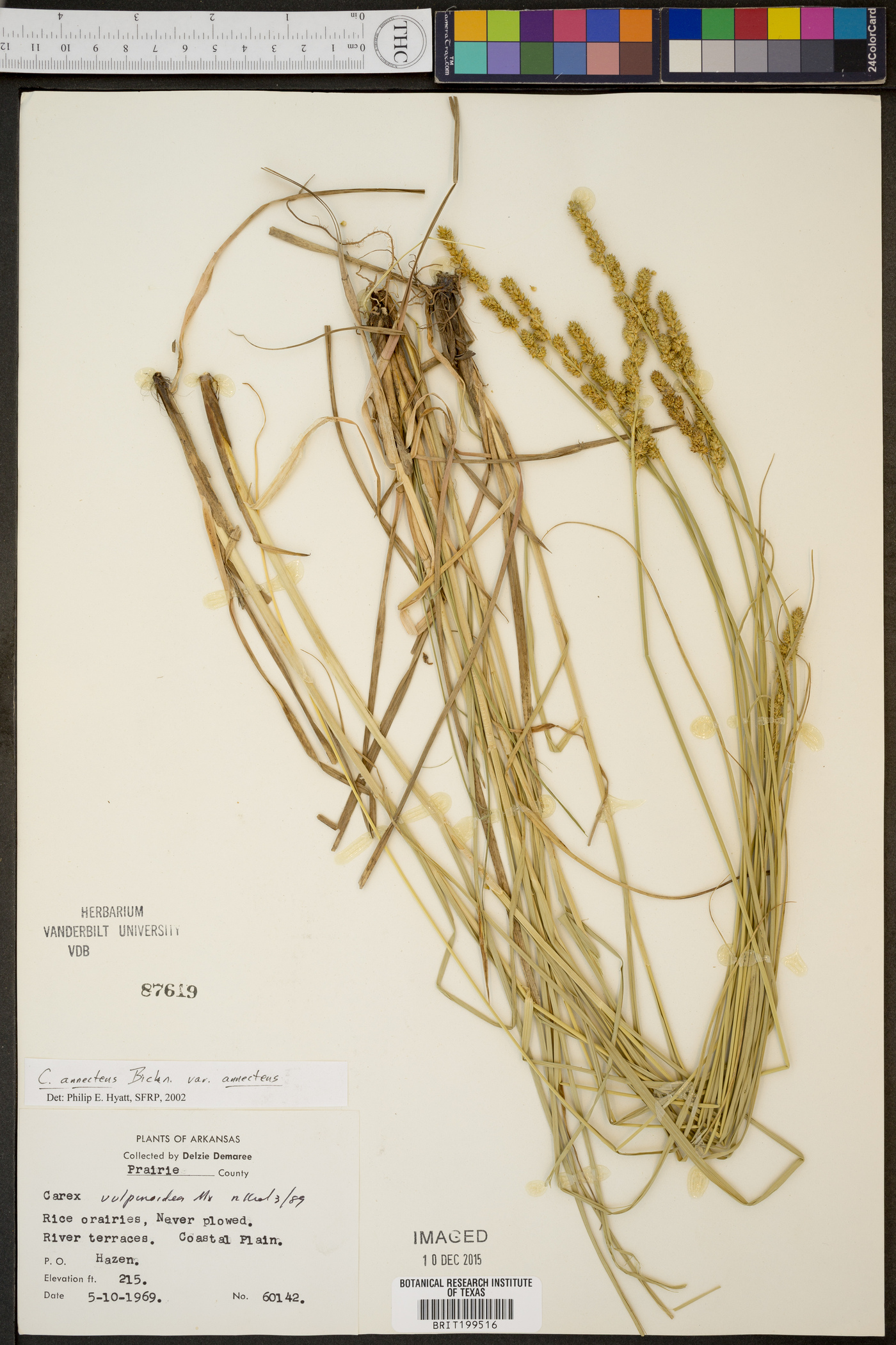 Carex annectens var. annectens image