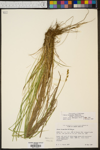 Carex bromoides subsp. montana image