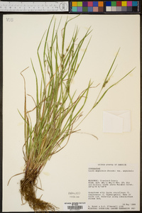 Carex amphibola var. amphibola image