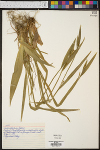 Carex albolutescens image